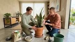 Cómo cuidar la lengua de suegra para que no se ponga aguada: 5 tips fáciles