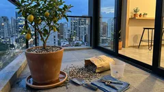 Limonero en maceta: el mito de las piedritas y cómo lograr un drenaje de verdad