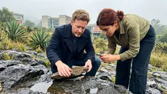 Lagartijas de colores: el ‘piedra, papel o tijera’ evolutivo que mantiene —o borra— la diversidad